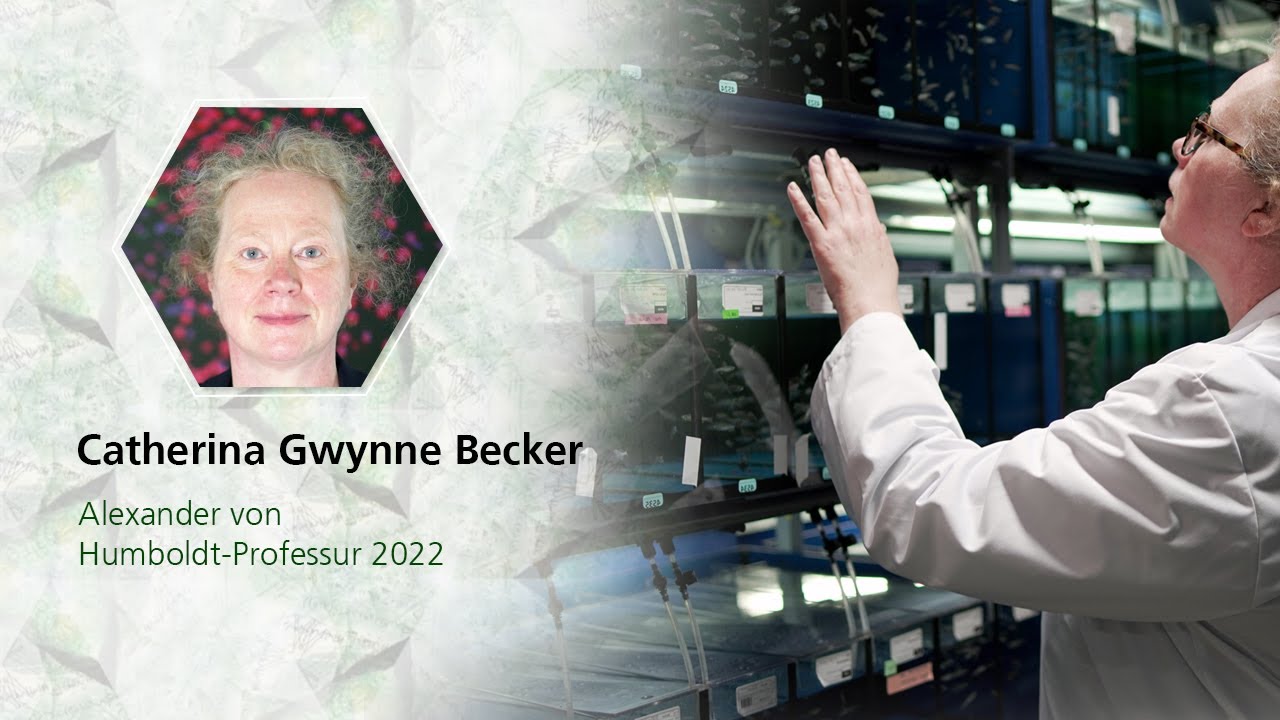 Regeneration verletzter Nerven: Catherina Becker ist Humboldt-Professorin