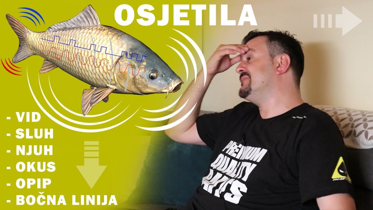 Osjetila kod Šarana!