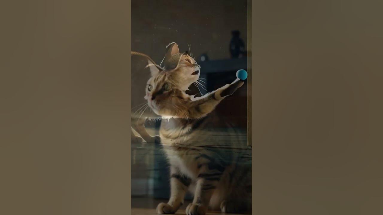 Kitty playing with laser #music #song #pop #lyrics #petmusic #shorts #doglover #cute #funny
