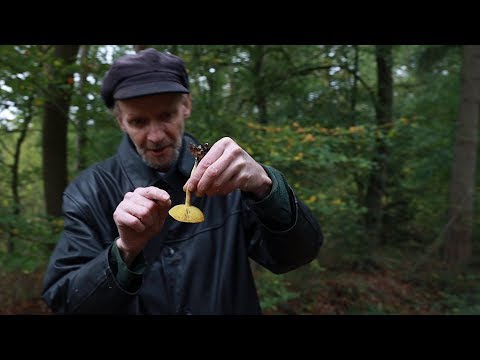 Video: Essbarer Pilz, der wie ein Pilz aussieht