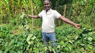 The Miracle Super Vine K That’s Feeding Farms Around the World // Increase Milk Production 