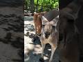 Kangaroos: 1, Eiffel Tower: 0 in the jumping contest!