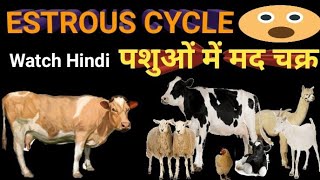 Estrous cycle Cattle/पशुओं में मद चक्र(estrus cycle) का अध्ययन/Estrus cycle canine/ veterinary class