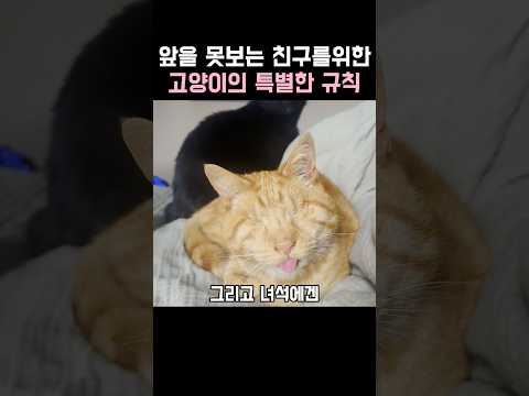 앞을 못보는 친구를위한 고양이의 특별한 규칙 thumbnail