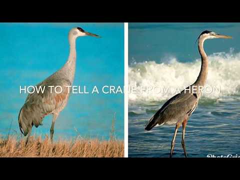 Video: Definition and differences between crane, stork and heron
