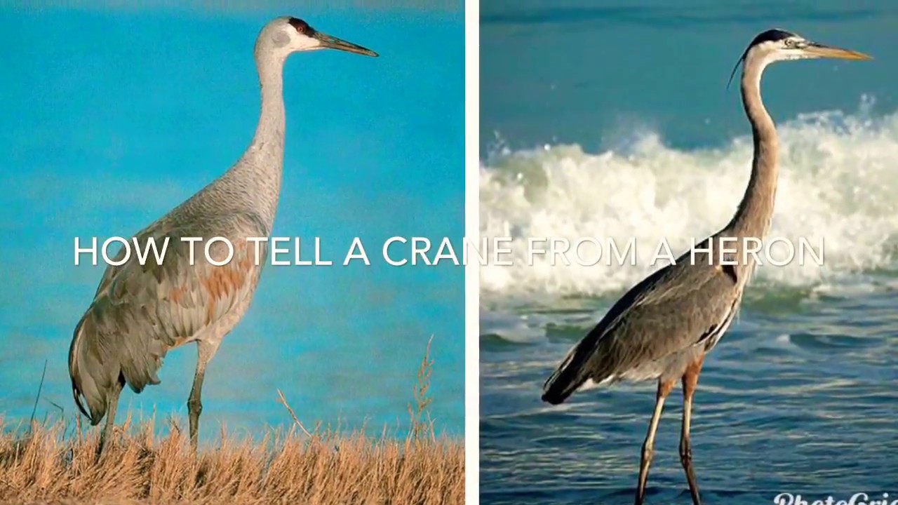 How To Tell A Crane From A Heron