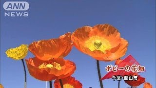 10万株のポピー満開　千葉・館山ファミリーパーク(14/03/24)