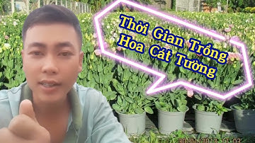 thời gian trồng hoa cát tường nở hoa đúng tết 