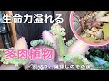 vol.9 生命力溢れる多肉植物〜顔を出した子株たち〜