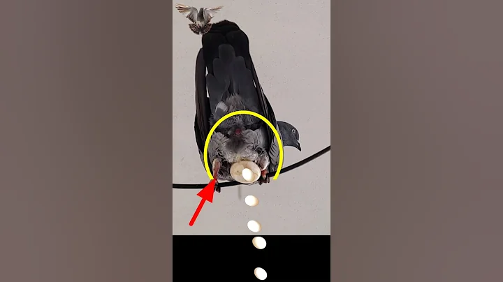 Pigeon laying egg in Air #shorts #youtubeshorts #ytshorts