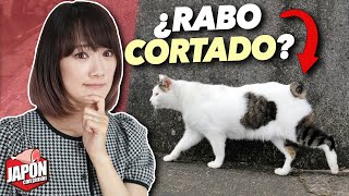 Soluciones al ABANDONO DE ANIMALES EN JAPÓN