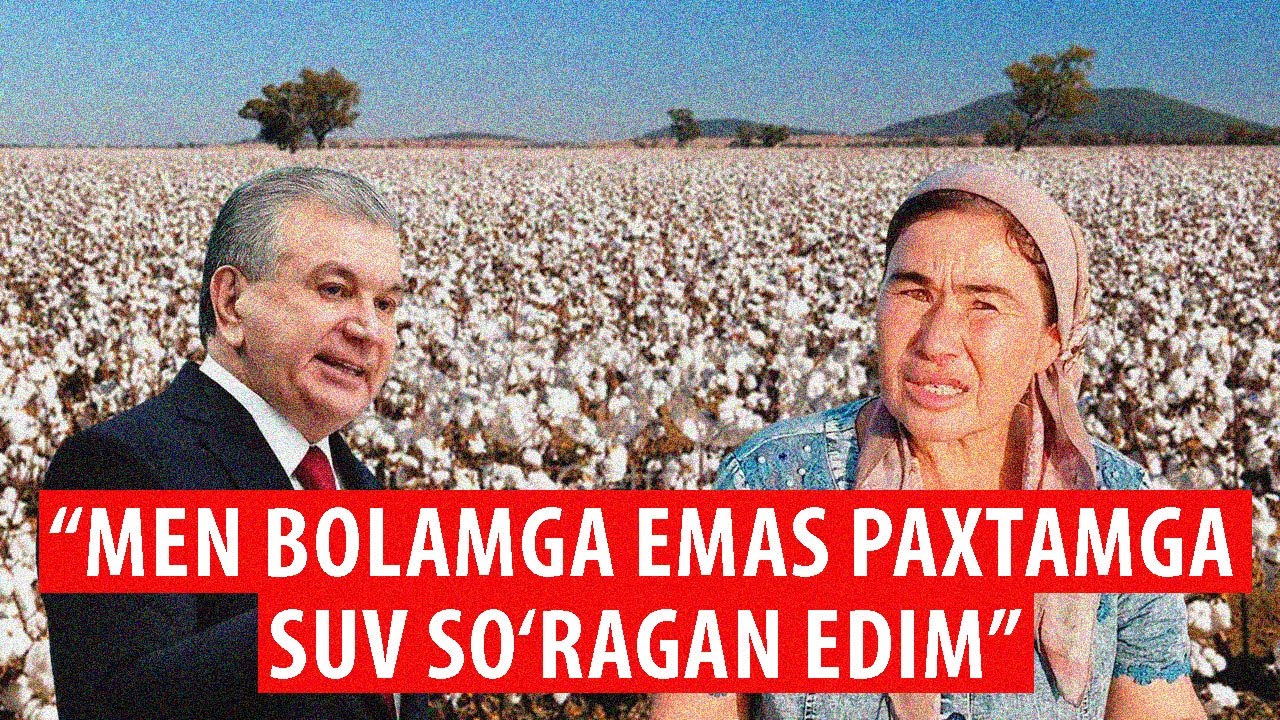 Hokimlik suv bermadi. Fermerning paxtasi quridi.