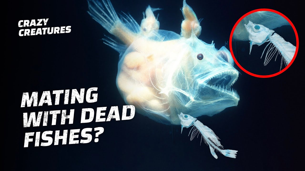 Top 5 Animals That Die After Mating - YouTube