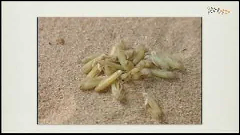 Iain Couzin - "The Principles of Collective Behavior" (C4 Public Lectures)