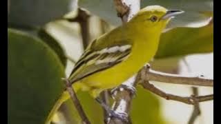 suara burung sirtu / cipoh di hutan