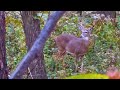 Minnesota Public Land Bow Hunt - Nonstop Action