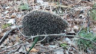 Первый ёжик 🦔 в этом году! 😁 The first 🥇 hedgehog 🦔 in this year 🌝