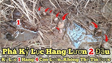 Câu lươn đồng_Phá kỷ lục 1 hang 4 con lươn..Không thể tin được_tập945//1 cave has 4 huge eels