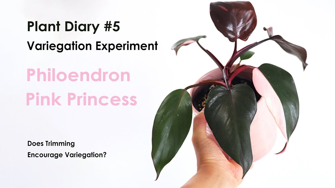 Plant diary philodendron pink princess Variegation experiment, How to
