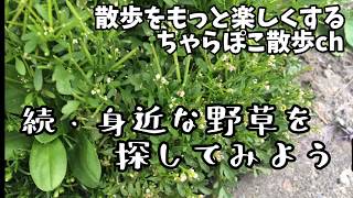 【野草・初心者向け】続・身近な野草を探してみよう（ナレーションあり）