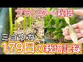 【家庭菜園】プランターでミョウガ栽培　179日の栽培記録