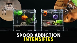 Meet My Two New Jumping Spiders | Mantis Den Unboxing