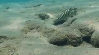 Download Lagu Simochromis diagramma protecting her fry - Ndole Bay - Lake Tanganyika Download Lagu Simochromis diagramma protecting her fry - Ndole Bay - Lake Tanganyika