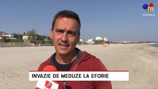 Invazie De Meduze La Eforie - Litoral Tv