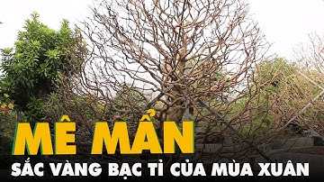Mê mẩn sắc vàng bạc tỉ của mùa xuân Sa Đéc
