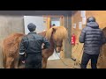 Ísland Horseshopping Januar 22 Tag 2 & 3 - Islandpferde - Verkaufspferde - Island