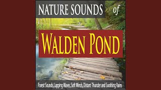 Soft Rain On the Pond