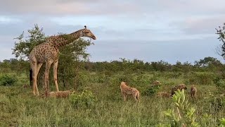 Giraffe Tries Saving her Calf From Hunting Hyenas