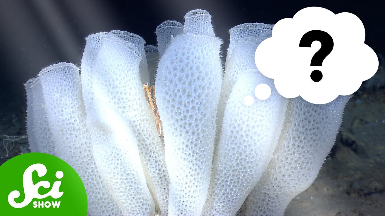 The science of sponges is stranger than fiction