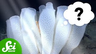 Can Sponges “Think” Using Light?