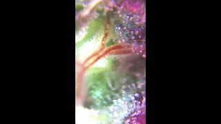 Fun with crappy scopes!!!