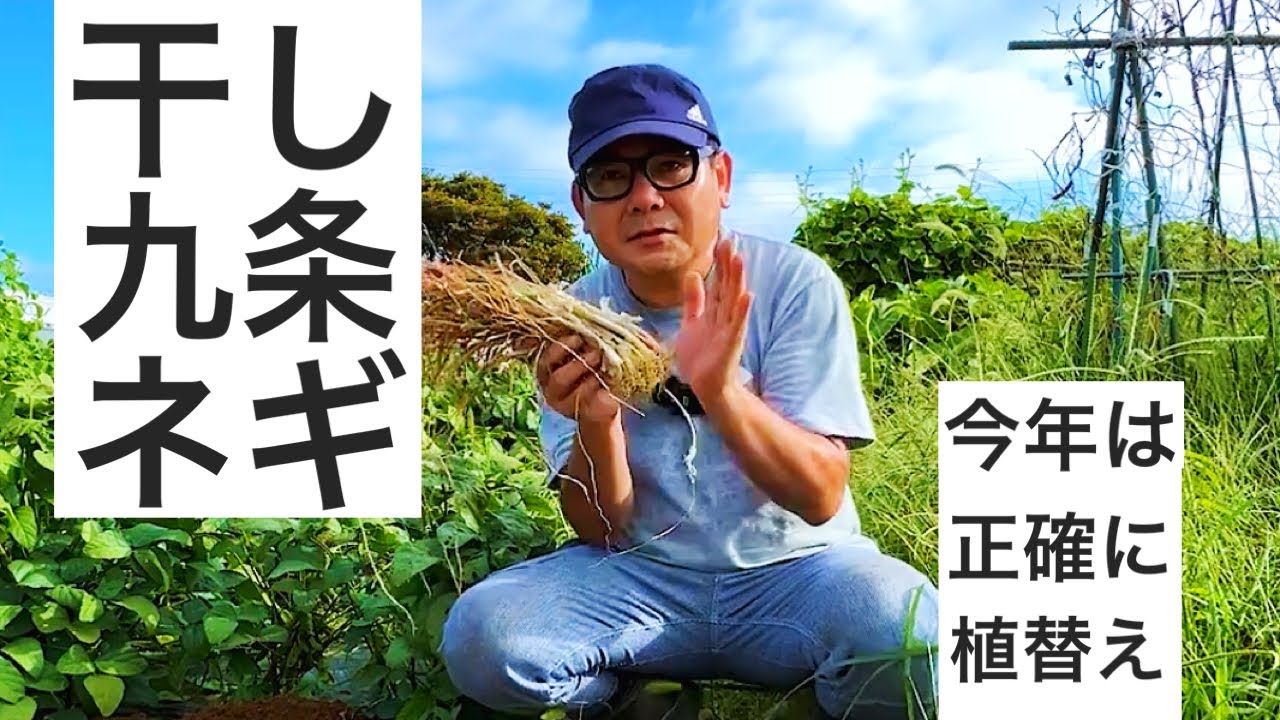 Replanting Dried Kujo Negi: Planting with precision using a tape