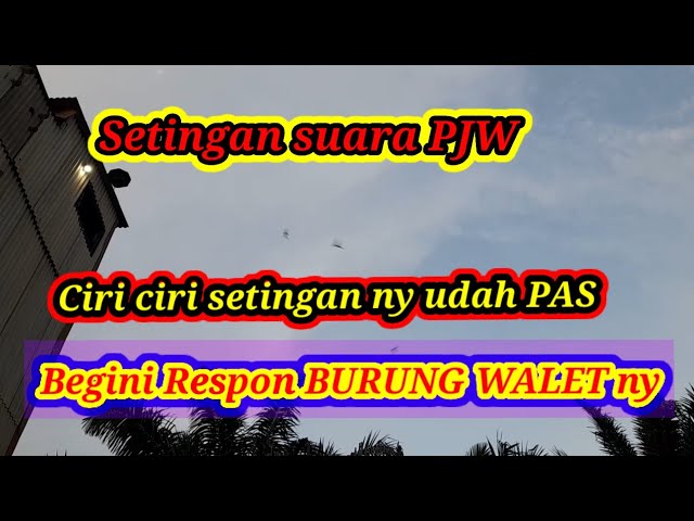 Respon burung walet  ketika setingan Suara PJW sudah pas class=