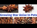 How To Grow Star Anise In Pots