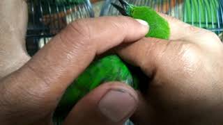 Ciri-Ciri Cucak Ijo JANTAN Kuningan