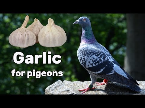Garlic for Pigeon Health - Pigeon Tips