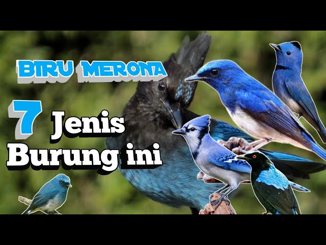 PALING  POPULER !!! 7 JENIS BURUNG KICAU BERWARNA BIRU DI INDONESIA LENGKAP DENGAN HARGANYA class=