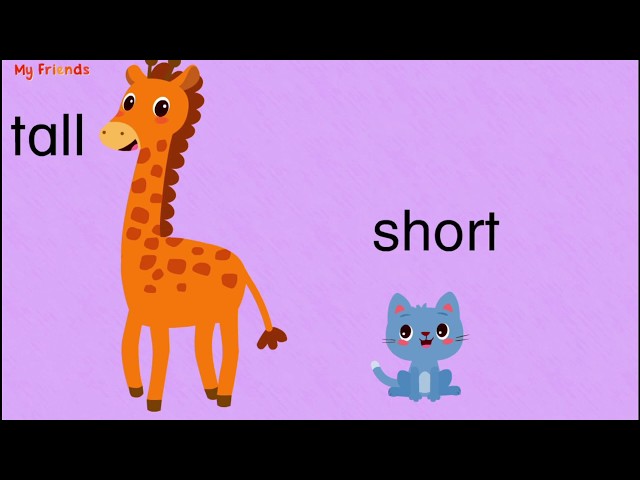 Tall vs Short 