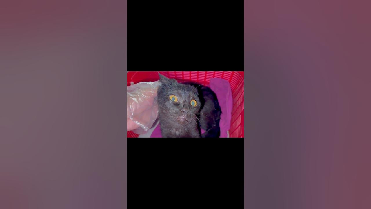 cat-leg-injury-treatment-best-practices-for-quick-recovery-youtube