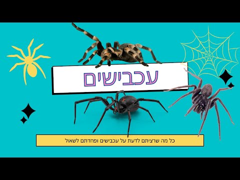 וִידֵאוֹ: עכביש דרומי אפור - אוכל שתילים