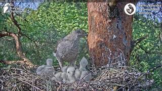 Vistu vanags: Accipiter gentilis 14.05.2024 18:21