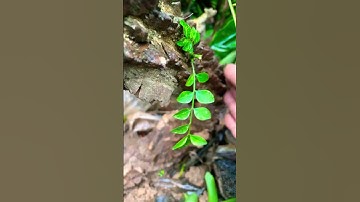 Tái sinh kìa Ưng bất bạc rừng khủng