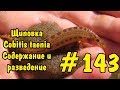 #143 ЩИПОВКА. Cobitis taenia. СОДЕРЖАНИЕ И РАЗВЕДЕНИЕ