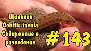 #143 ЩИПОВКА. Cobitis taenia. СОДЕРЖАНИЕ И РАЗВЕДЕНИЕ