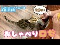 ごはん欲しさにガフガフ鳴くロゼ