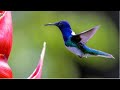 Kolibris - Sarapiquí, Costa Rica